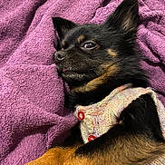 Presto a rejoint le concours — aidez-le/la à gagner de superbes lots ! dog, puppy, blanket, purple, fur, knitted_sweater, red_buttons, cozy, resting, cute, pet, animal, small_dog, lying_down, snuggled, soft_texture, fur_color, sleepy, indoor, relaxed