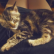 Moumi a rejoint le concours — aidez-le/la à gagner de superbes lots ! cat, kitten, sleeping, tabby, fur, pet, animal, indoor, resting, cute, whiskers, paw, closeup, relaxation, domestic, feline, soft, comfort, lap, cozy