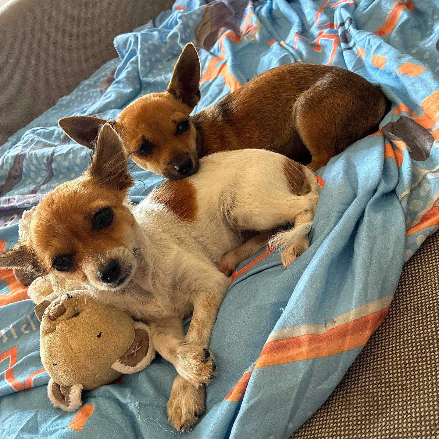 Ava Et Aïko participe au concours pour gagner de l'argent avec cette photo : animal, blanket, brown_dog, companion, couch, cozy, cute, dog, ears, friendship, fur, indoor, laying, pet, plush_toy, puppy, resting, small_dog, snuggling, white_and_brown_dog