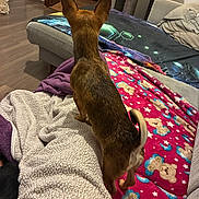 Ava Et Aïko a rejoint le concours — aidez-le/la à gagner de superbes lots ! dog, blanket, couch, furniture, indoor, pet, brown_dog, curled_tail, ears, wooden_floor, doorway, bedroom, comfort, home, cozy, patterned_blanket, purple_blanket, gray_couch, teddy_bear_pattern, living_room