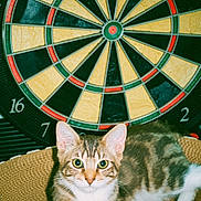 Keanu joined the competition — help win amazing prizes! cat, tabby_cat, cardboard_scratcher, darts, dartboard, polka_dot, indoor, pet, animal, relaxed, curious, feline, striped, white_paws, green_eyes, playful, closeup, portrait, circular, background