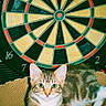 cat, tabby_cat, cardboard_scratcher, darts, dartboard, polka_dot, indoor, pet, animal, relaxed, curious, feline, striped, white_paws, green_eyes, playful, closeup, portrait, circular, background