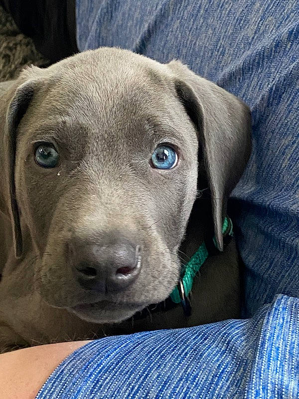 Gunner is registered to the contest to win money with this photo: blue, borador, canidae, carnivore, companion_dog, dog, dog_breed, electric_blue, fawn, fur, gun_dog, liver, sporting_group, terrestrial_animal, whiskers, working_animal