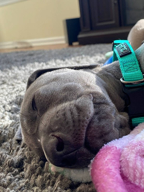 Gunner is registered to the contest to win money with this photo: carnivore, comfort, companion_dog, dog, dog_breed, fawn, foot, fur, human_leg, linens, nail, snout, sporting_group, tail, terrestrial_animal, whiskers, wool, working_animal, wrinkle, wrist