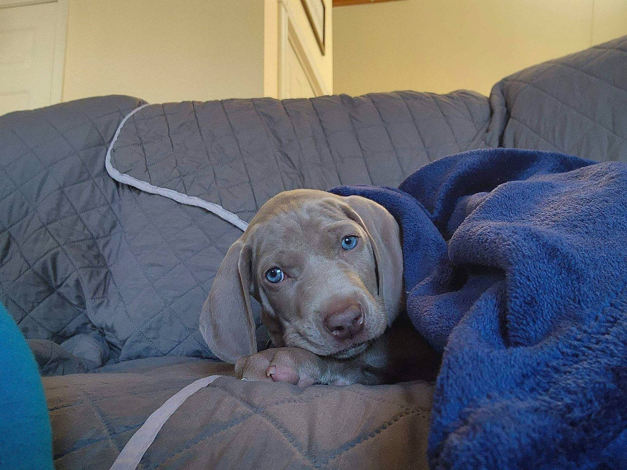 Gunner is registered to the contest to win money with this photo: canidae, carnivore, comfort, companion_dog, couch, dog, dog_breed, fawn, fur, grey, gun_dog, liver, non_sporting_group, pet_supply, snout, sporting_group, terrestrial_animal, whiskers, working_animal