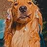 Sif joined the competition — help win amazing prizes! golden_retriever, dog, party_hat, outdoor, pet, animal, celebration, canine, fur, portrait, cute, festive, sunlight, happy, ears, closeup, smile, holiday, nature, fun