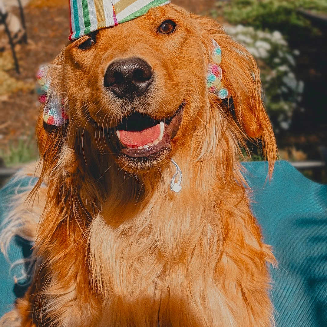 Sif is registered to the contest to win money with this photo: dog, golden_retriever, party_hat, outdoor, sunlight, happy, smiling, fur, pet, animal, celebration, canine, ears, muzzle, tongue, summer, nature, grass, portrait, cute
