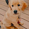 Sif joined the competition — help win amazing prizes! puppy, golden_retriever, dog, pet, collar, leash, wooden_deck, sitting, cute, young, fur, animal, canine, domestic_animal, outdoor, brown, eyes, face, fluffy, adorable