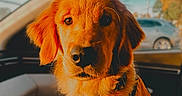 Sif is registered to the contest to win money with this photo: dog, golden_retriever, puppy, car_interior, sunlight, pet, animal, collar, tag, window, blurred_background, fur, cute, domestic_animal, young, mammal, sitting, looking_at_camera, daylight, portrait