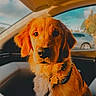 dog, golden_retriever, puppy, car_interior, sunlight, pet, animal, collar, tag, window, blurred_background, fur, cute, domestic_animal, young, mammal, sitting, looking_at_camera, daylight, portrait