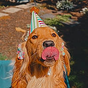 Sif is registered to the contest to win money with this photo: dog, golden_retriever, party_hat, tongue, pet, animal, outdoor, sunlight, fur, closeup, celebration, cute, mammal, portrait, happy, playful, summer, canine, tongue_out, nature
