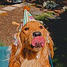 dog, golden_retriever, party_hat, tongue, pet, animal, outdoor, sunlight, fur, closeup, celebration, cute, mammal, portrait, happy, playful, summer, canine, tongue_out, nature