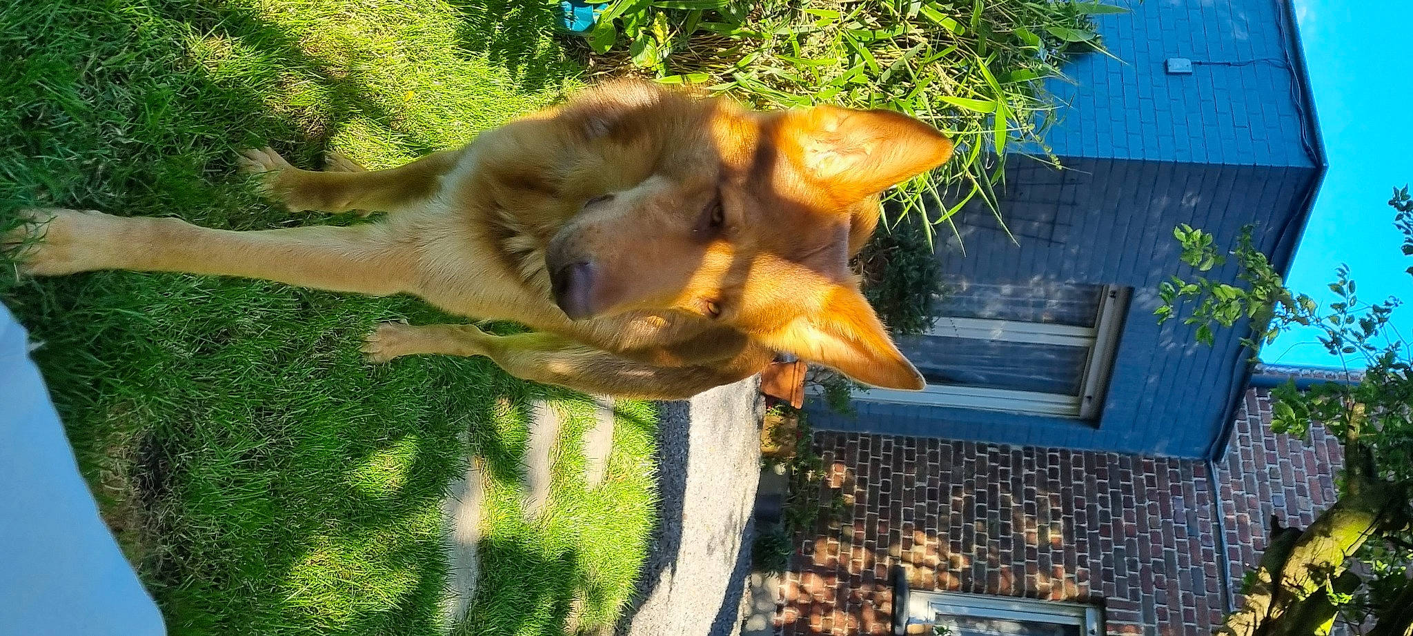 Ranger a rejoint le concours — aidez-le/la à gagner de superbes lots ! canidae, canis, carnivore, companion_dog, dog, dog_breed, fawn, felidae, fur, grass, plant, small_to_medium_sized_cats, snout, spitz, sporting_group, tail, terrestrial_animal, whiskers, wildlife, wood