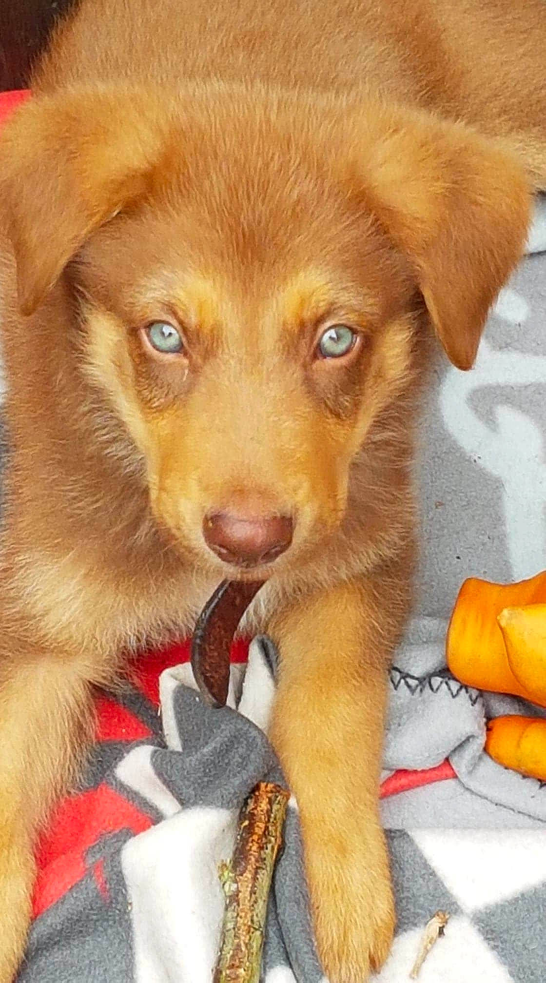 Ranger a rejoint le concours — aidez-le/la à gagner de superbes lots ! canidae, carnivore, companion_dog, dog, dog_breed, fawn, guard_dog, mammal, nose, nova_scotia_duck_tolling_retriever, paw, puppy, retriever, snout, sporting_group, vertebrate, whiskers, working_dog