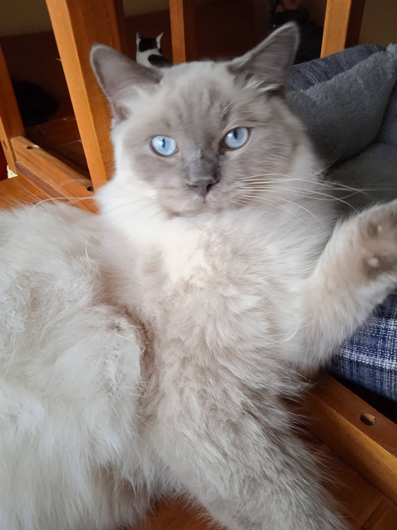 Mystique participe au concours pour gagner de l'argent avec cette photo : balinese, box, british_longhair, carnivore, cat, claw, domestic_short_haired_cat, event, fawn, felidae, fur, iris, paw, ragdoll, small_to_medium_sized_cats, snout, tail, whiskers, window