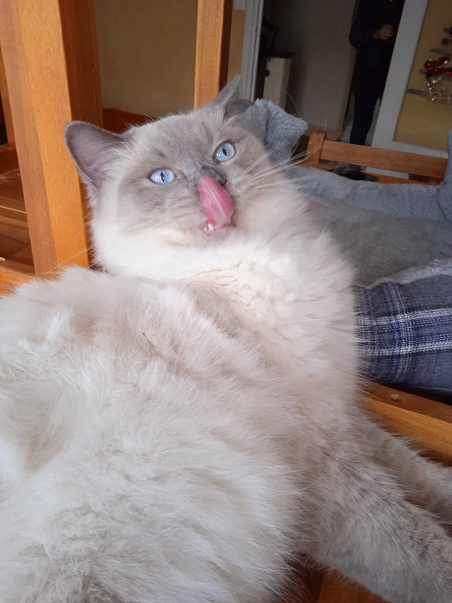 Mystique a rejoint le concours — aidez-le/la à gagner de superbes lots ! british_longhair, carnivore, cat, claw, comfort, domestic_short_haired_cat, eye, fawn, felidae, fur, hardwood, paw, small_to_medium_sized_cats, snout, tail, whiskers, window