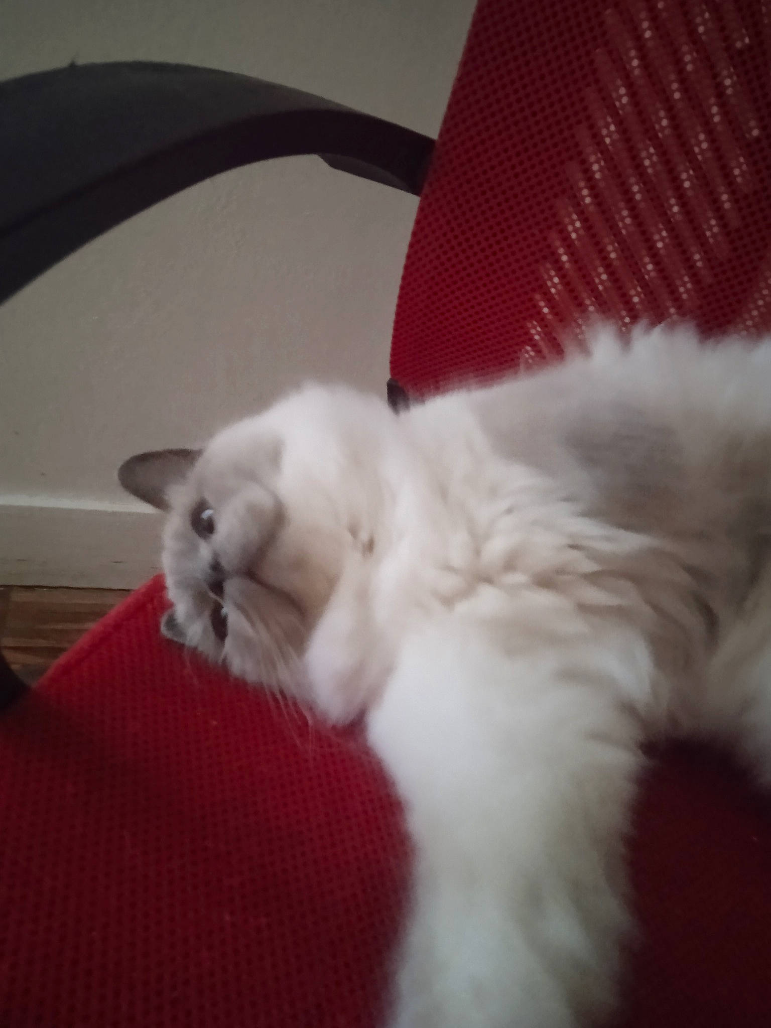 Mystique participe au concours pour gagner de l'argent avec cette photo : balinese, carnivore, cat, claw, comfort, domestic_short_haired_cat, felidae, fur, nap, paw, sky, small_to_medium_sized_cats, tail, tints_and_shades, whiskers