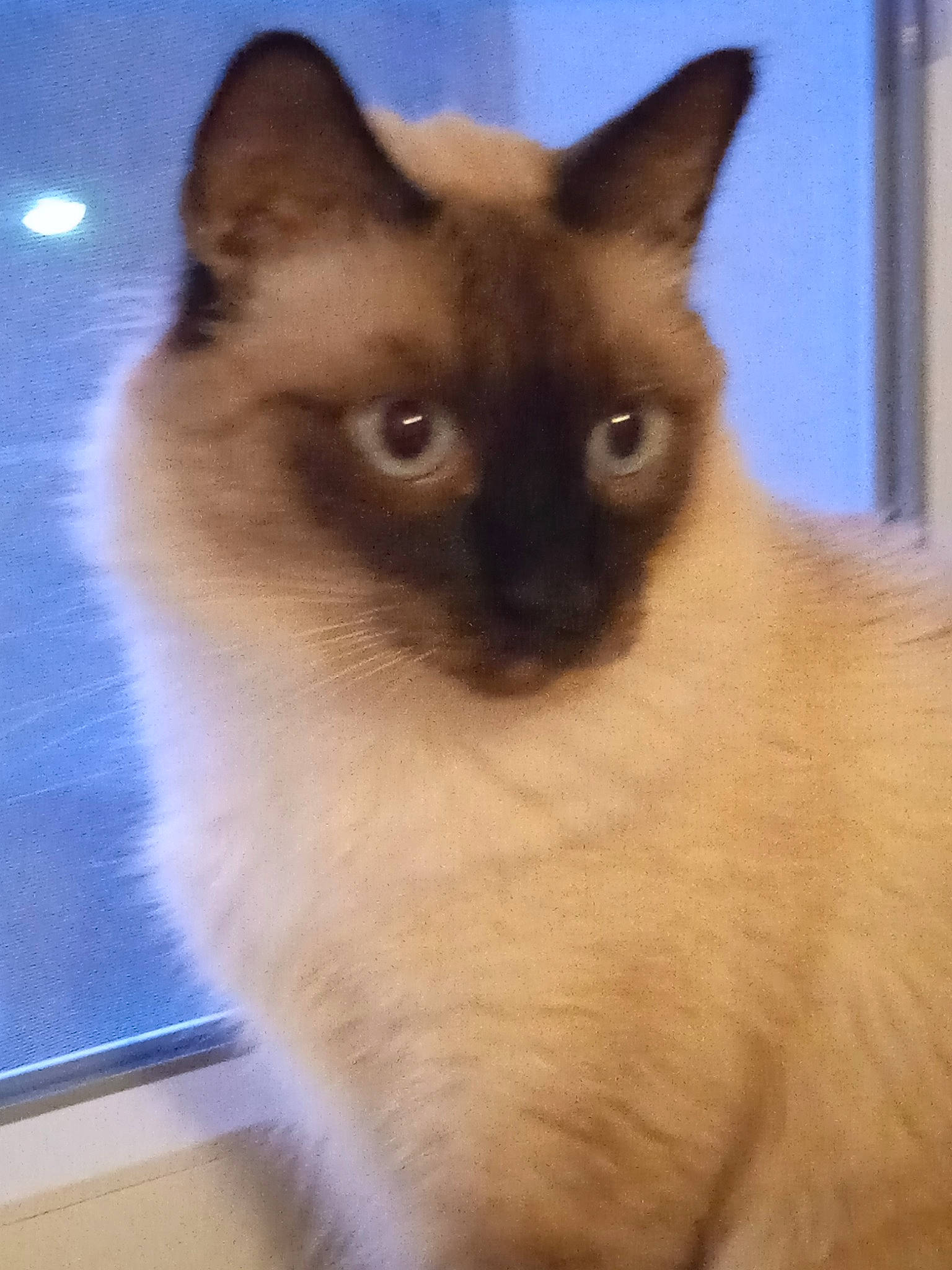 Shadow a rejoint le concours — aidez-le/la à gagner de superbes lots ! balinese, birman, carnivore, cat, electric_blue, fawn, felidae, fur, siamese, small_to_medium_sized_cats, snout, whiskers