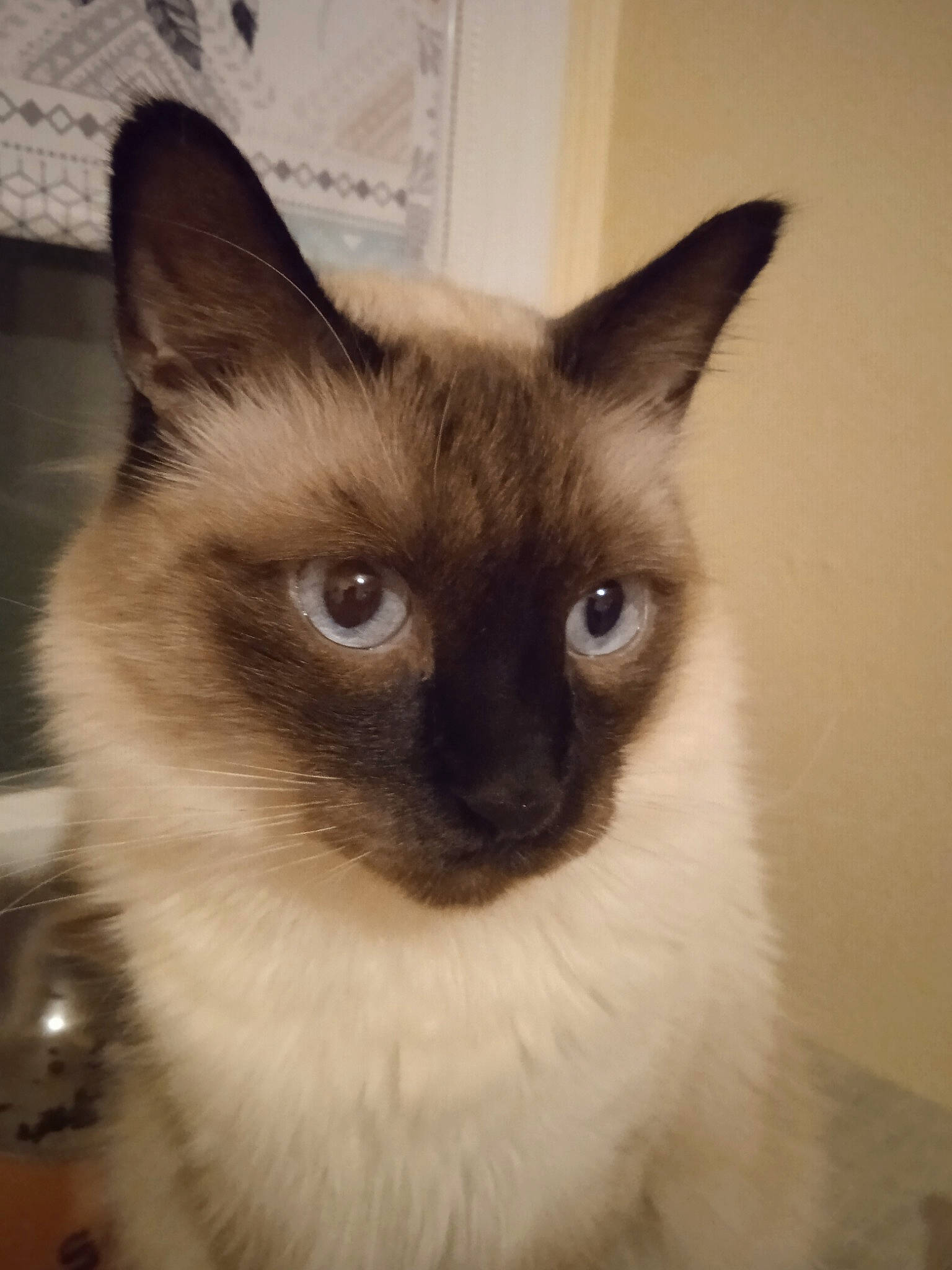 Shadow a rejoint le concours — aidez-le/la à gagner de superbes lots ! birman, carnivore, cat, fawn, felidae, fur, siamese, small_to_medium_sized_cats, snout, terrestrial_animal, whiskers