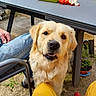 dog, golden_retriever, outdoor, table, person, jeans, yellow_pants, chair, grass, plant, happy, pet, animal, canine, human_hand, casual, daylight, smiling, fur, nature