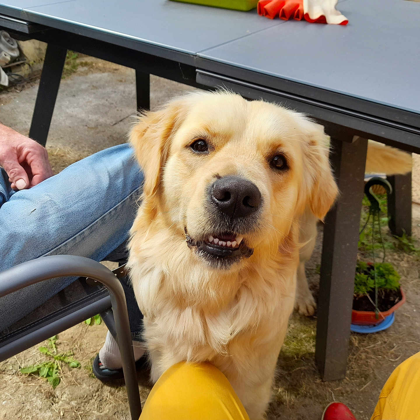 Pistache a rejoint le concours — aidez-le/la à gagner de superbes lots ! dog, golden_retriever, outdoor, table, person, jeans, yellow_pants, chair, grass, plant, happy, pet, animal, canine, human_hand, casual, daylight, smiling, fur, nature