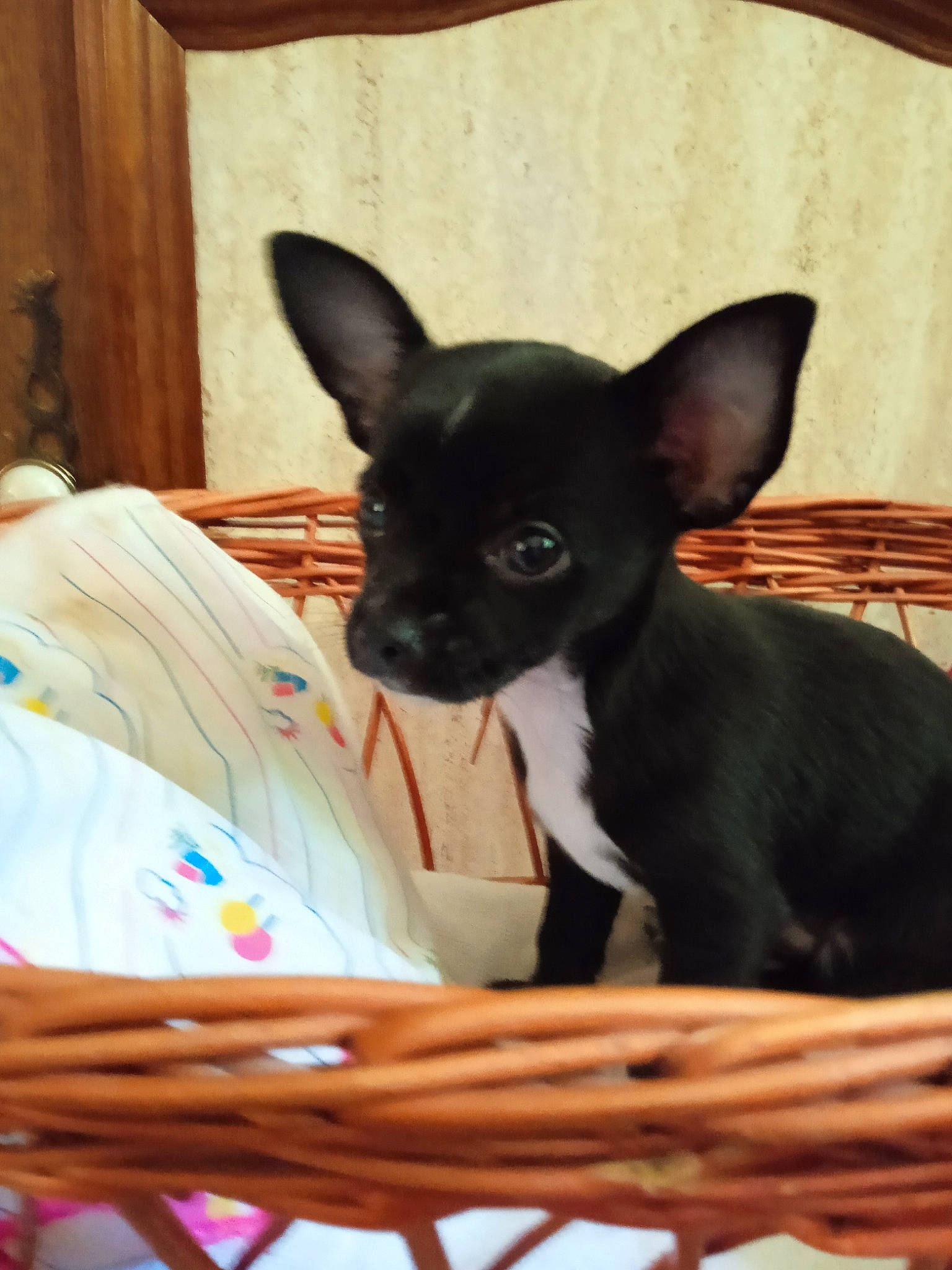 Nikita participe au concours pour gagner de l'argent avec cette photo : canidae, carnivore, chihuahua, comfort, companion_dog, corgi_chihuahua, dog, dog_breed, ear, fawn, non_sporting_group, prazsky_krysarik, russkiy_toy, snout, toy_dog, whiskers, working_animal