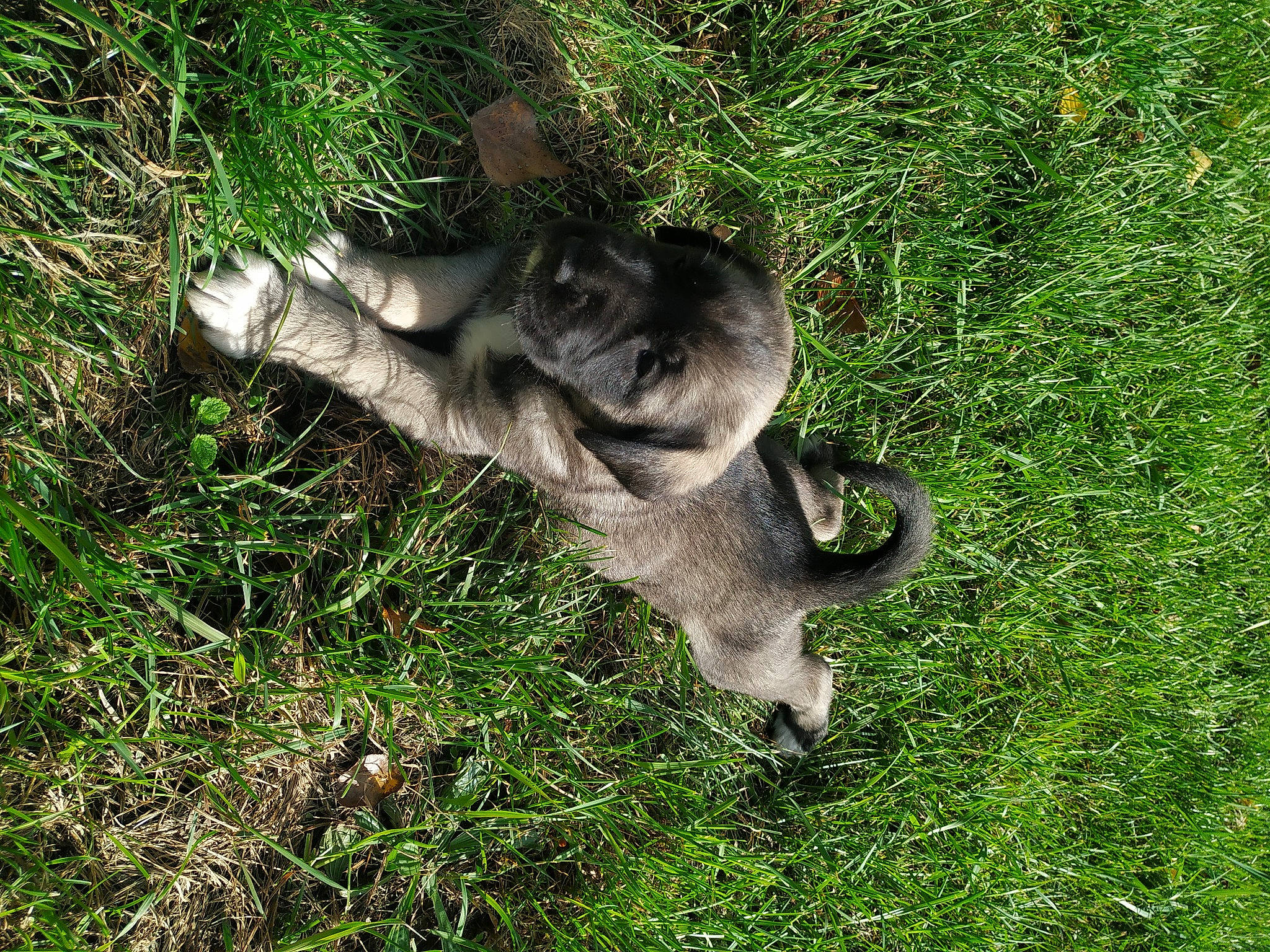 Altin a rejoint le concours — aidez-le/la à gagner de superbes lots ! canidae, dog_breed, fur, grass, grassland, groundcover, lemur, plant, sporting_group, tail, terrestrial_animal, wildlife