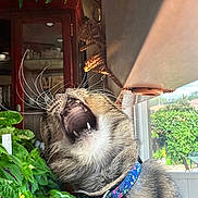 Coco joined the competition — help win amazing prizes! bell, cabinet, cat, close_up, collar, domestic_animal, feline, fur, home, houseplant, indoor, natural_light, pet, plants, sunlight, tabby, teeth, whiskers, window, yawning