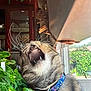 bell, cabinet, cat, close_up, collar, domestic_animal, feline, fur, home, houseplant, indoor, natural_light, pet, plants, sunlight, tabby, teeth, whiskers, window, yawning