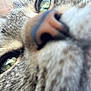 Coco joined the competition — help win amazing prizes! animal, cat, close_up, curious, detail, eye, face, feline, focus, fur, macro, nature, nose, outdoor, pet, portrait, soft, tabby, texture, whiskers