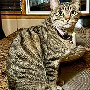 Coco joined the competition — help win amazing prizes! cat, tabby, pet, indoor, yellow_eyes, collar, bell, placemat, countertop, granite, window, curious, feline, striped, domestic_animal, sitting, close_up, household, cozy, portrait