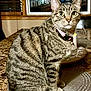 cat, tabby, pet, indoor, yellow_eyes, collar, bell, placemat, countertop, granite, window, curious, feline, striped, domestic_animal, sitting, close_up, household, cozy, portrait