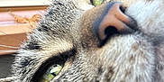 Coco is registered to the contest to win money with this photo: animal, cat, close_up, curious, eyebrow, face, fur, green_eyes, human, indoor, macro, nose, person, pet, portrait, reflection, skin, tabby, whiskers, window