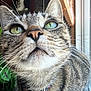 Coco is registered to the contest to win money with this photo: animal, blurred_background, cat, close_up, collar, curious, domestic_cat, feline, fur, green_eyes, houseplant, indoor, looking_up, natural_light, pet, portrait, tabby, tag, whiskers, window