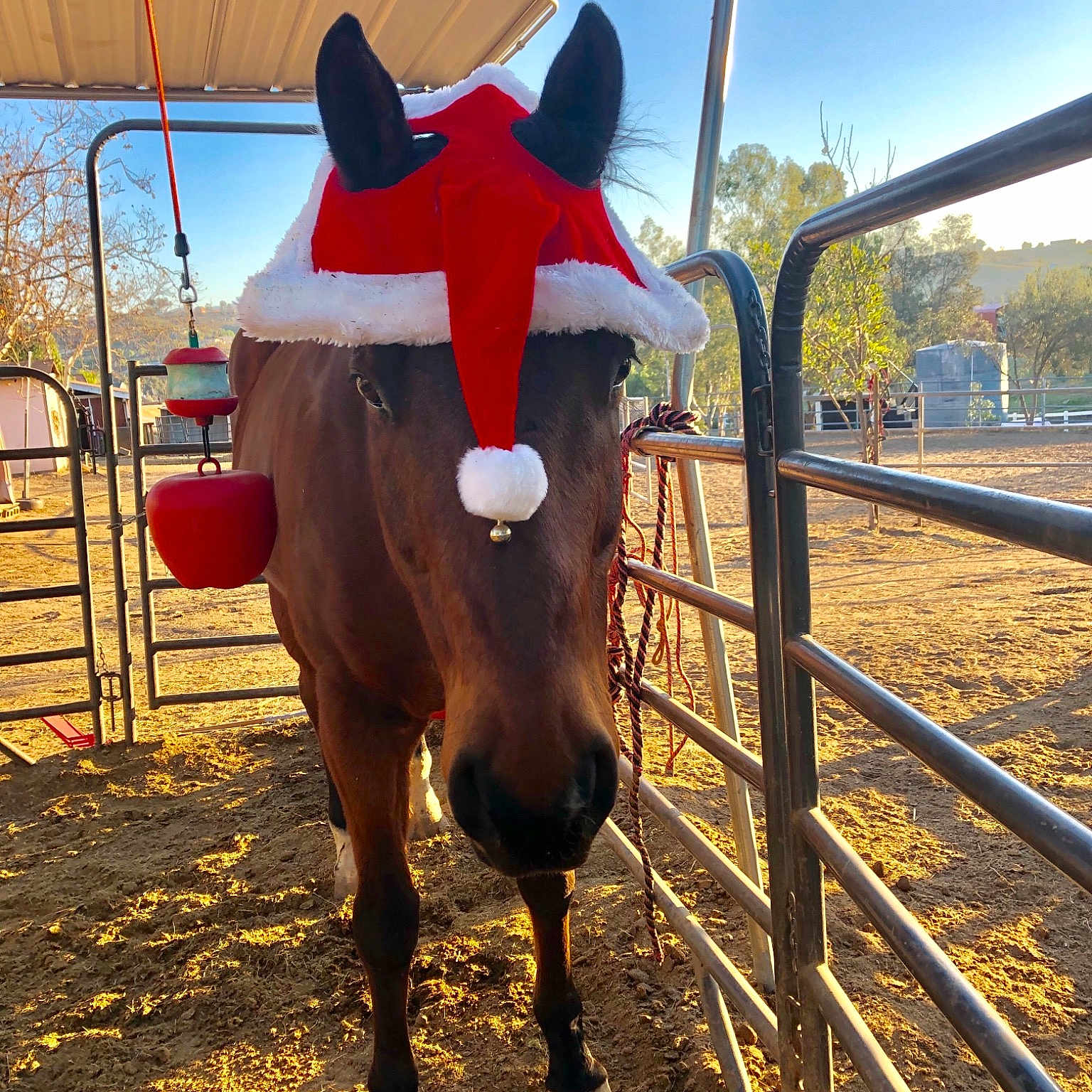 Zip joined the competition — help win amazing prizes! bridle, bull, cattle_like_mammal, fun, halter, horse, horse_like_mammal, horse_supplies, horse_tack, livestock, mane, mare, mustang_horse, pack_animal, rein, snout, stallion