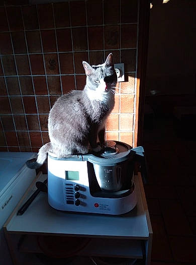 Jasmine participe au concours pour gagner de l'argent avec cette photo : carnivore, cat, cat_supply, cooking, domestic_short_haired_cat, felidae, fur, gas, home_appliance, kitchen_appliance, kitchen_stove, machine, major_appliance, office_equipment, output_device, room, small_to_medium_sized_cats, table, tail, whiskers