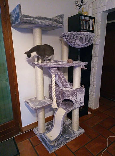 Jasmine participe au concours pour gagner de l'argent avec cette photo : art, cat, cat_supply, chair, door, felidae, floor, flooring, gas, hardwood, natural_material, pet_supply, purple, room, shelf, shelving, small_to_medium_sized_cats, tail, tile_flooring, wood