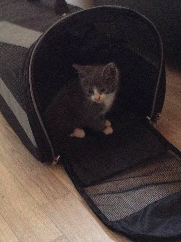 Jasmine a rejoint le concours — aidez-le/la à gagner de superbes lots ! black_cat, carnivore, cat, chair, comfort, domestic_short_haired_cat, felidae, flooring, fur, grey, hardwood, leg, paw, sitting, small_to_medium_sized_cats, snout, suitcase, tail, whiskers, wood