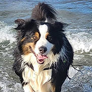 Sparco participe au concours pour gagner de l'argent avec cette photo : dog, water, wet, happy, tongue_out, black_and_white, brown, fur, playful, splashes, outdoor, beach, waves, canine, muzzle, ears, animal, summer, fun, nature