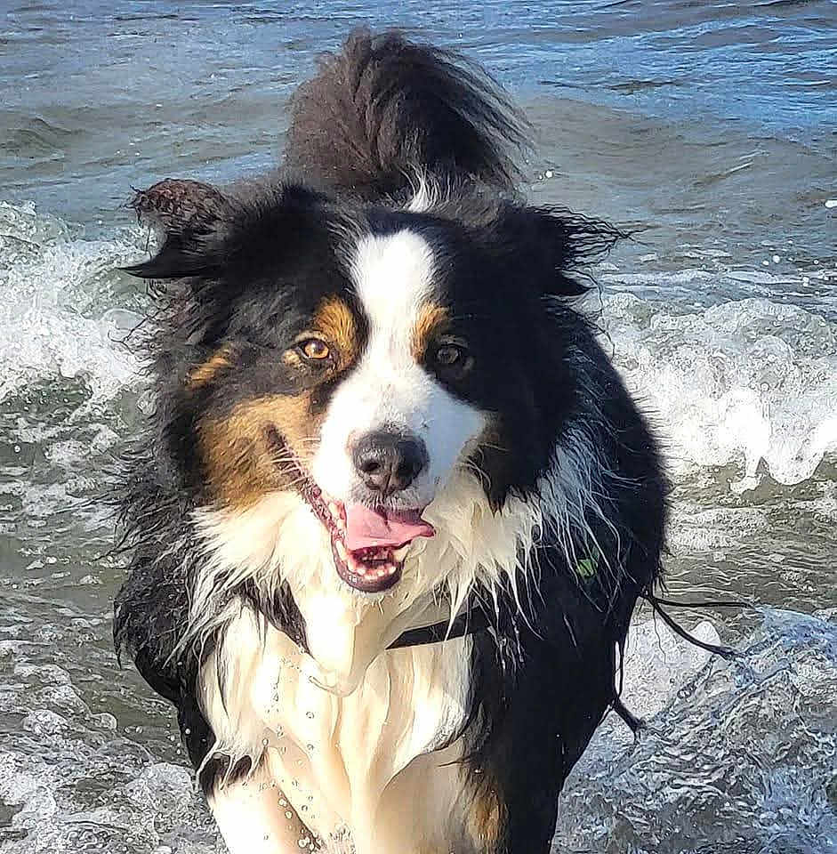 Sparco participe au concours pour gagner de l'argent avec cette photo : dog, water, wet, happy, tongue_out, black_and_white, brown, fur, playful, splashes, outdoor, beach, waves, canine, muzzle, ears, animal, summer, fun, nature