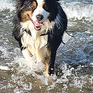 Alain Gallet participe au concours pour gagner de l'argent avec cette photo : dog, water, beach, waves, splash, happy, animal, tricolor, outdoor, pet, canine, tongue_out, running, wet, nature, playful, summer, sunlight, sea, fun