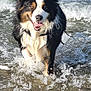 dog, water, beach, waves, splash, happy, animal, tricolor, outdoor, pet, canine, tongue_out, running, wet, nature, playful, summer, sunlight, sea, fun