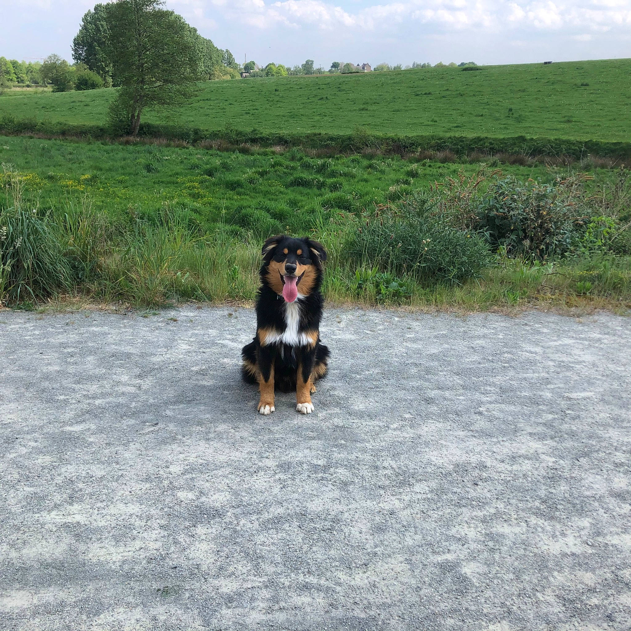 Olaf participe au concours pour gagner de l'argent avec cette photo : canidae, carnivore, companion_dog, dog, dog_breed, english_shepherd, mammal, rare_breed_dog, sporting_group, vertebrate, working_dog