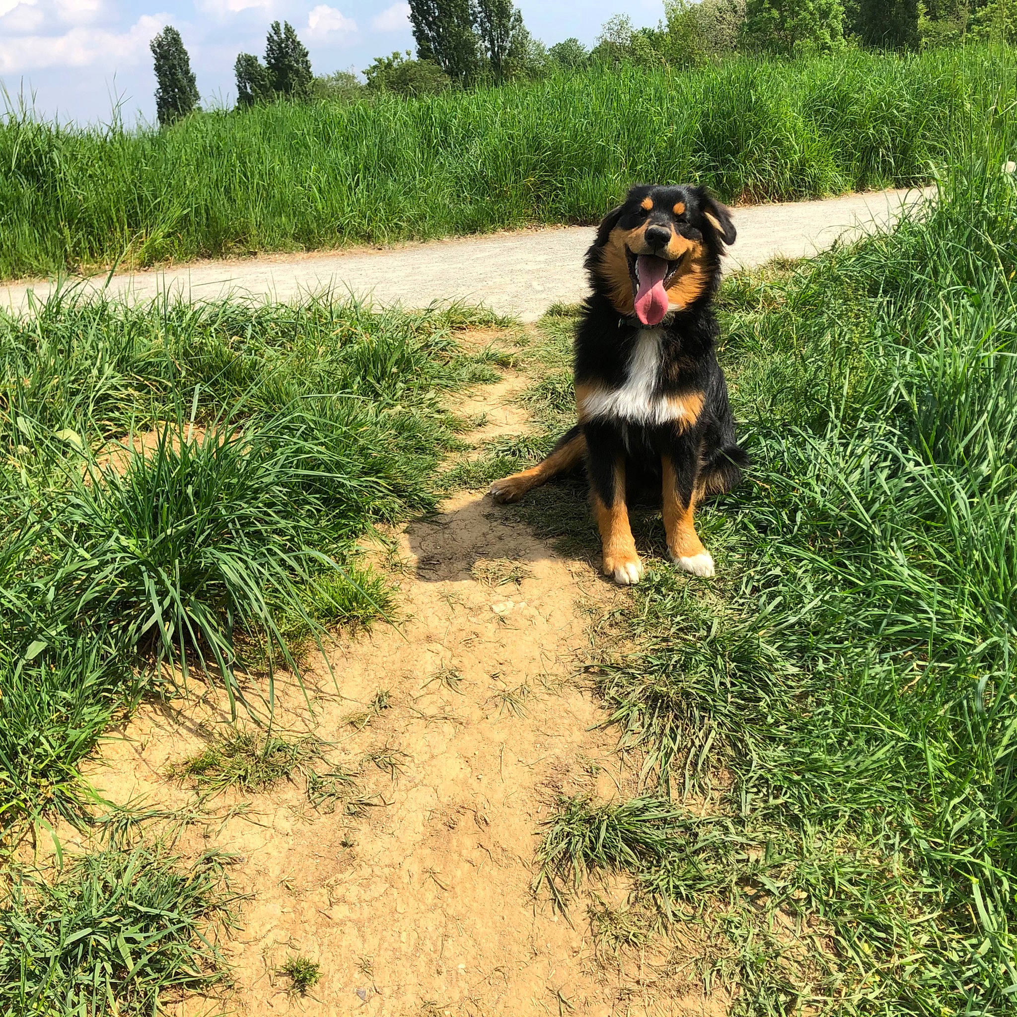 Olaf a rejoint le concours — aidez-le/la à gagner de superbes lots ! australian_shepherd, canidae, carnivore, companion_dog, dog, dog_breed, english_shepherd, grass, mammal, plant, sporting_group, vertebrate, working_dog