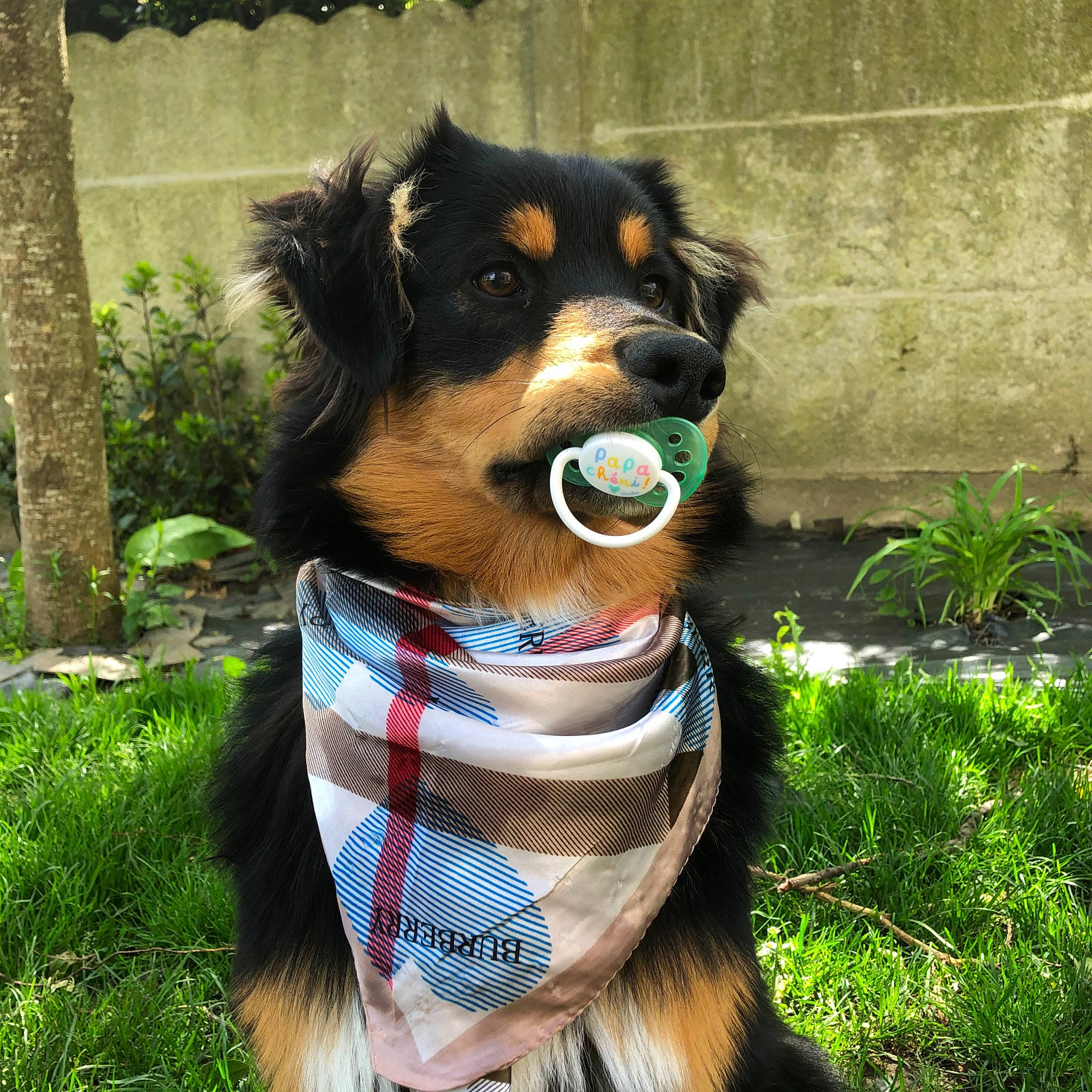 Olaf participe au concours pour gagner de l'argent avec cette photo : appenzeller_sennenhund, australian_collie, australian_shepherd, border_collie, canidae, carnivore, collar, companion_dog, dog, dog_breed, dog_collar, english_shepherd, herding_dog, huntaway, leash, mammal, rare_breed_dog, snout, sporting_group, working_dog