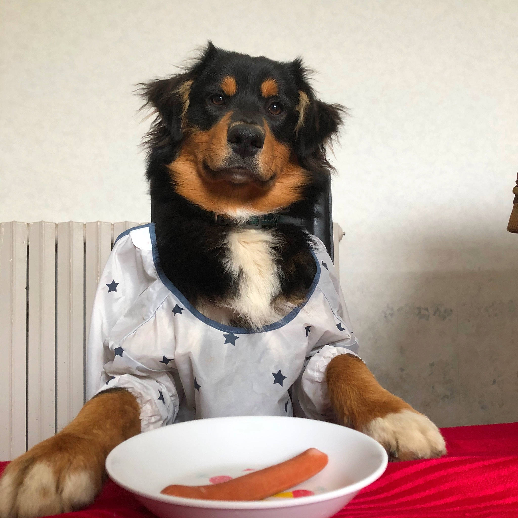 Olaf participe au concours pour gagner de l'argent avec cette photo : australian_shepherd, canidae, carnivore, companion_dog, cuisine, dog, dog_breed, dog_food, eating, food, sporting_group