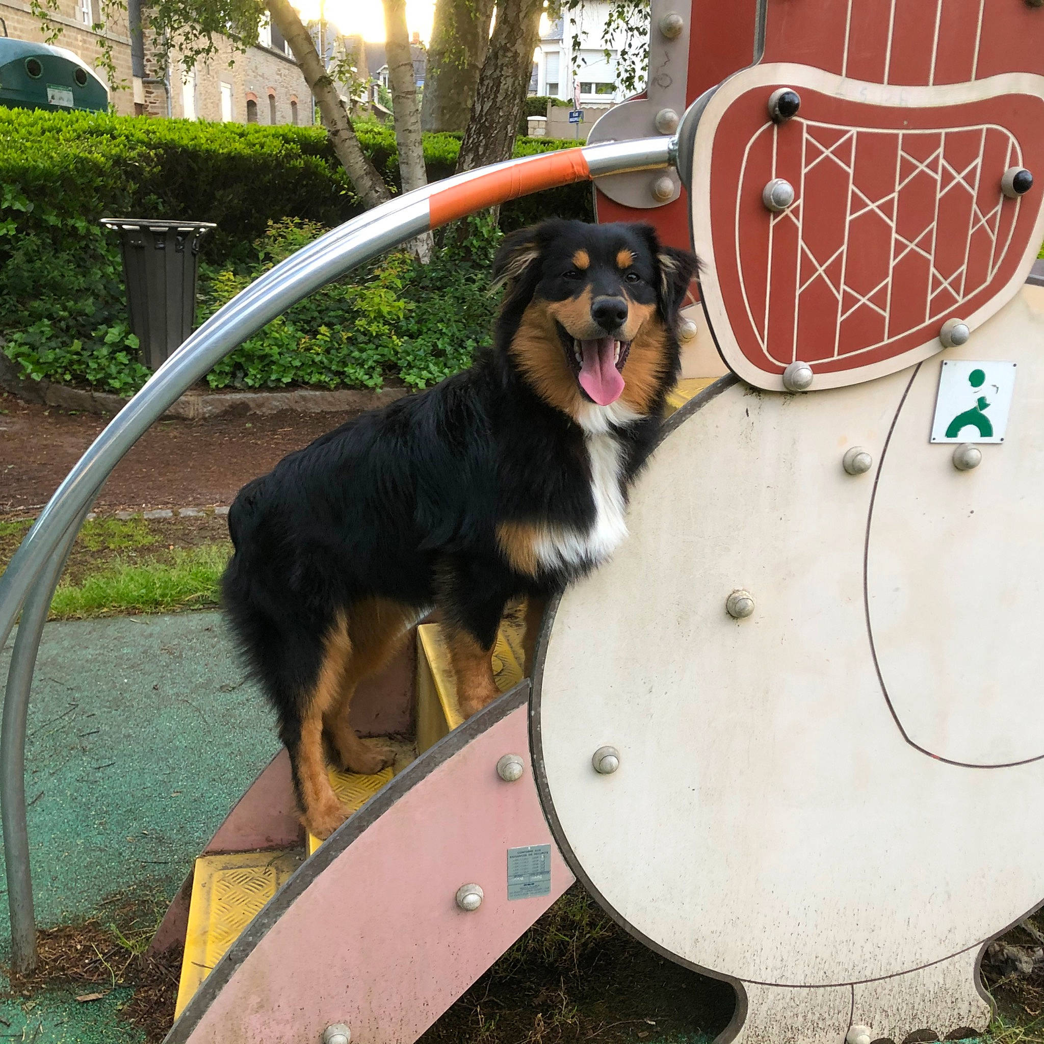 Olaf a rejoint le concours — aidez-le/la à gagner de superbes lots ! bernese_mountain_dog, canidae, carnivore, companion_dog, dog, dog_breed, leash, mammal, sporting_group, vertebrate, wheel, working_dog