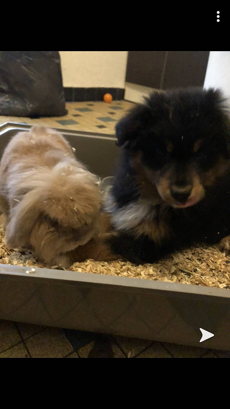 Tintin a rejoint le concours — aidez-le/la à gagner de superbes lots ! bolonka, canidae, carnivore, companion_dog, dog, dog_breed, mammal, morkie, non_sporting_group, pekingese, pomeranian, puppy, shih_tzu, spitz, tibetan_spaniel, toy_dog, yorkipoo