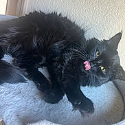 Luna joined the competition — help win amazing prizes! cat, black_cat, fluffy, tongue_out, pet, indoor, resting, bed, cozy, soft, feline, yellow_eyes, whiskers, fur, paw, playful, relaxed, home, animal, cute