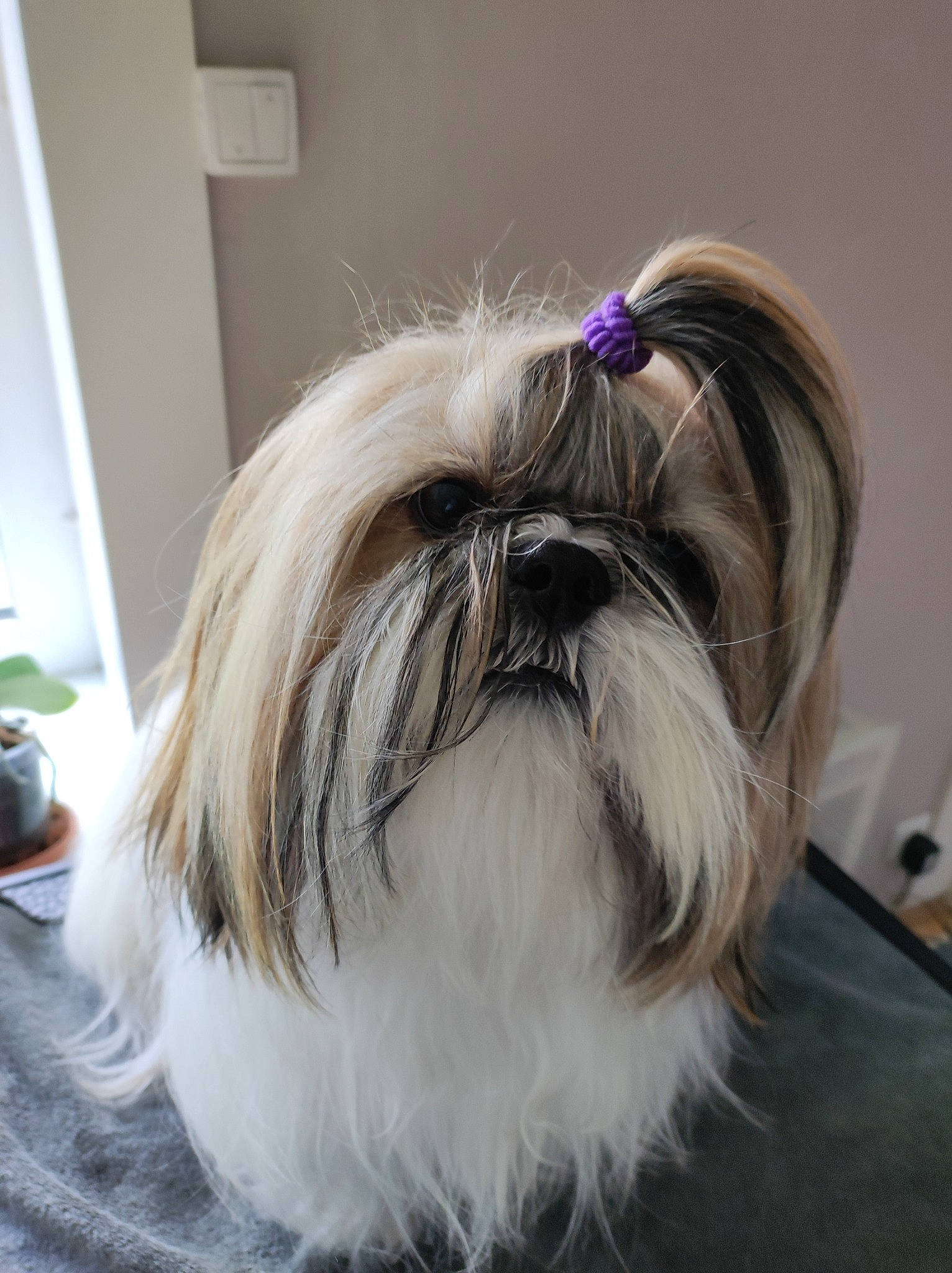 Shangai participe au concours pour gagner de l'argent avec cette photo : canidae, carnivore, companion_dog, dog, dog_breed, dog_supply, ear, fashion_accessory, fawn, fur, hair, head, liver, pet_supply, plant, shih_tzu, snout, sporting_group, toy_dog, working_animal